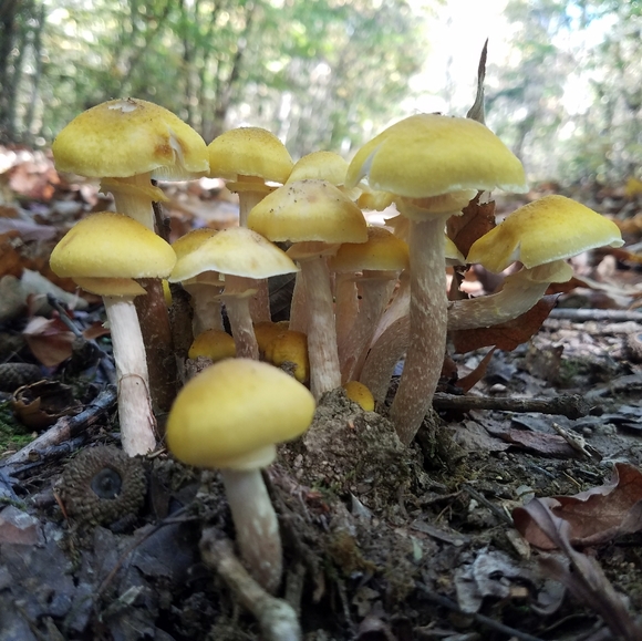 Meet your Posher, Chelsey - Picture 5 of 16